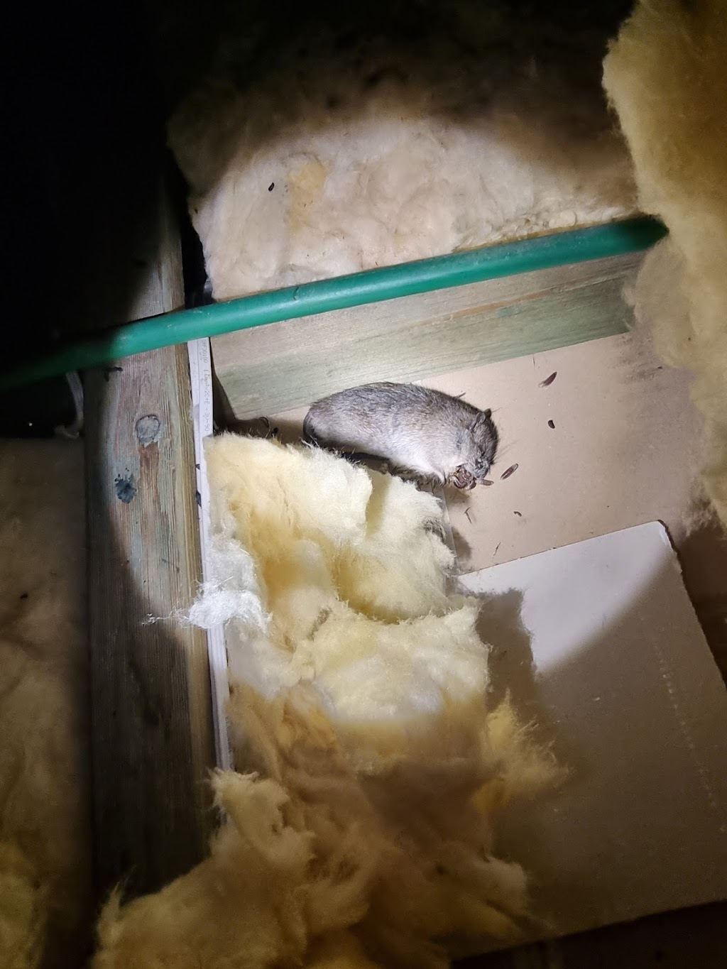 Terminate Pest Control | Halifax Way, Gledswood Hills NSW 2557, Australia | Phone: 0433 870 651
