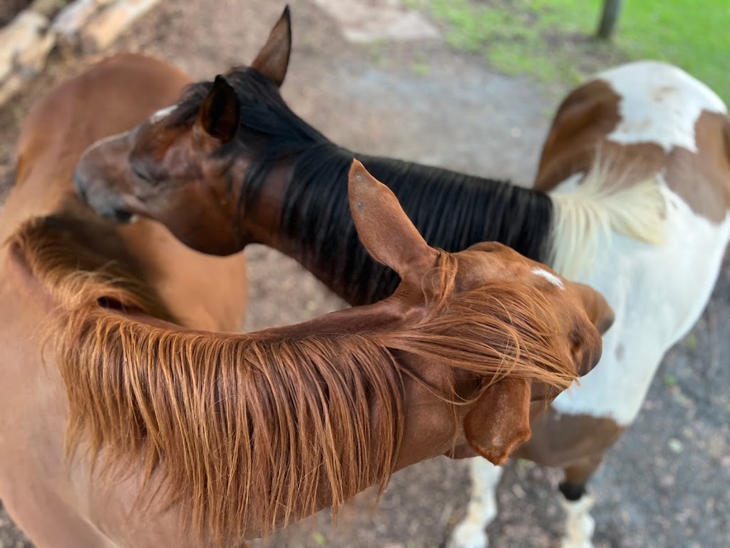 Unbridled Equine | 406 Guanaba Creek Rd, Guanaba QLD 4210, Australia | Phone: 0424 183 161