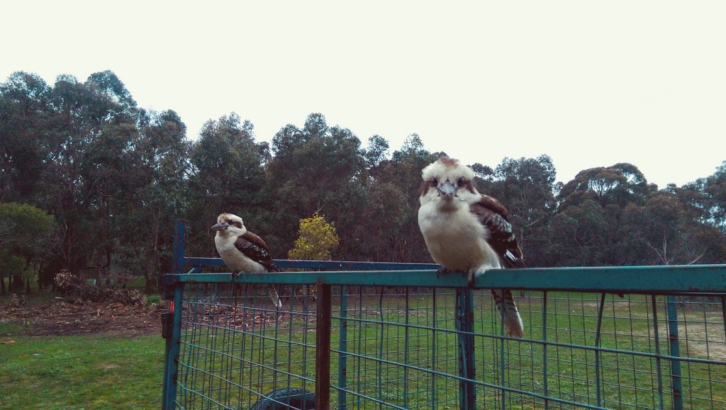 Treetops Scout Camp | 140 Royal Parade, Riddells Creek VIC 3431, Australia | Phone: (03) 5428 6756