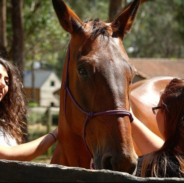 Finding Clarity Equine Assisted Therapy | Old Bagotville Rd, Bagotville NSW 2477, Australia | Phone: 0420 904 503
