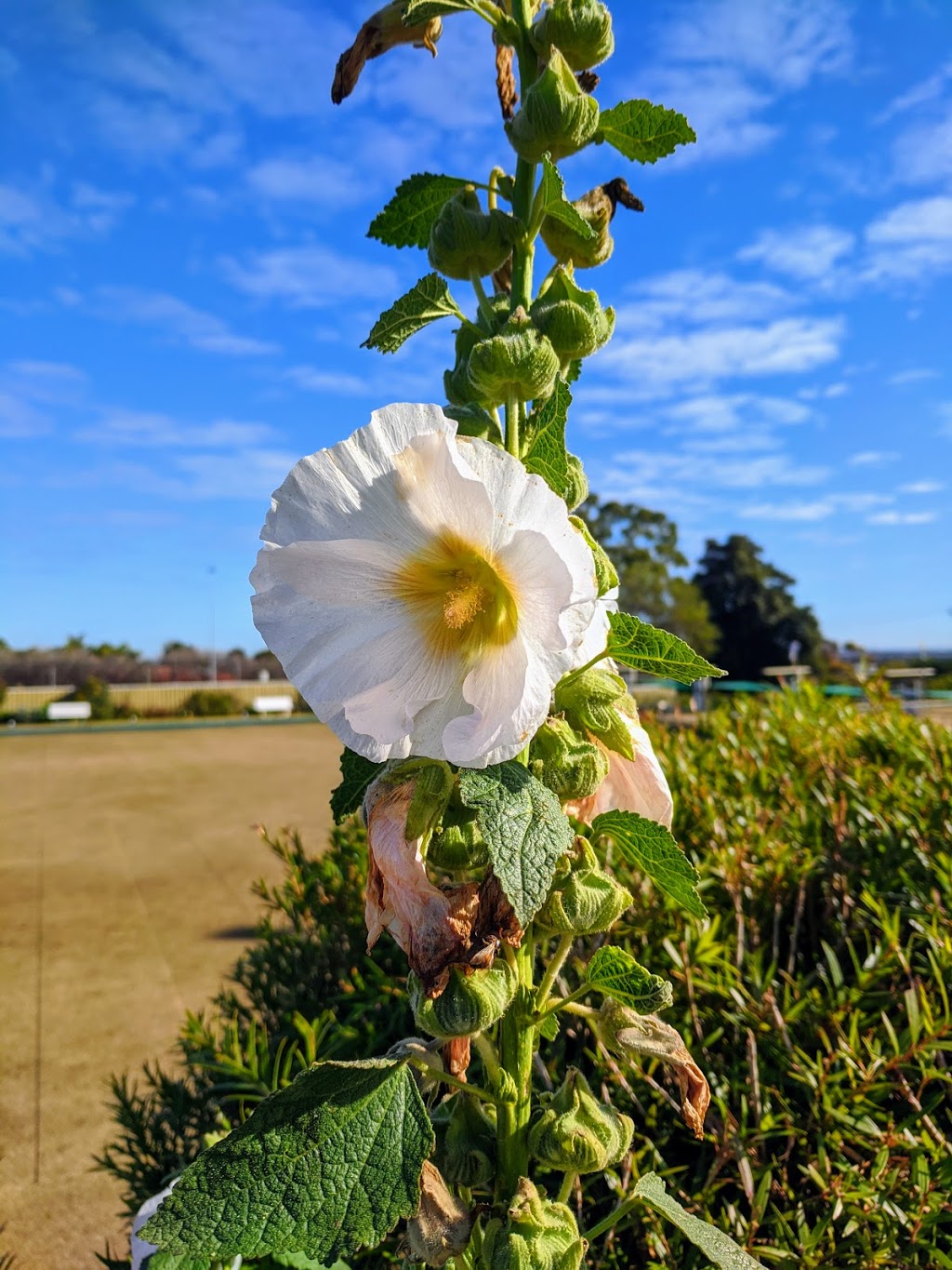 Beaumont Bowling Club | 71 Devereux Rd, Linden Park SA 5065, Australia | Phone: (08) 8379 3132