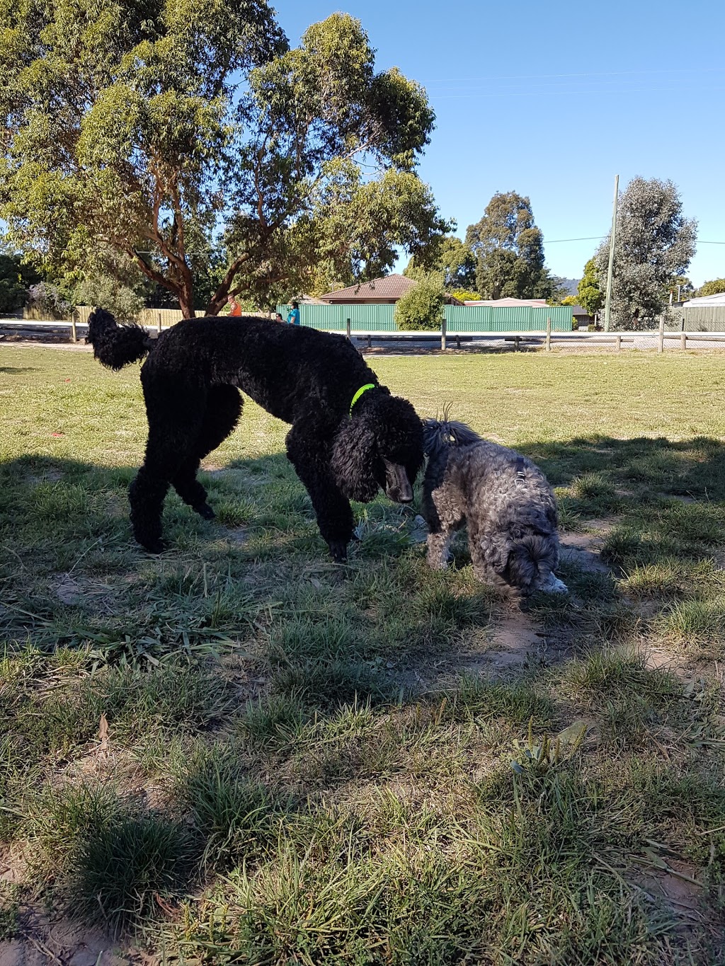 Dog Play Park | park | Knox Park, Ferntree Gully Rd, Knoxfield VIC 3180, Australia | 0392988000 OR +61 3 9298 8000