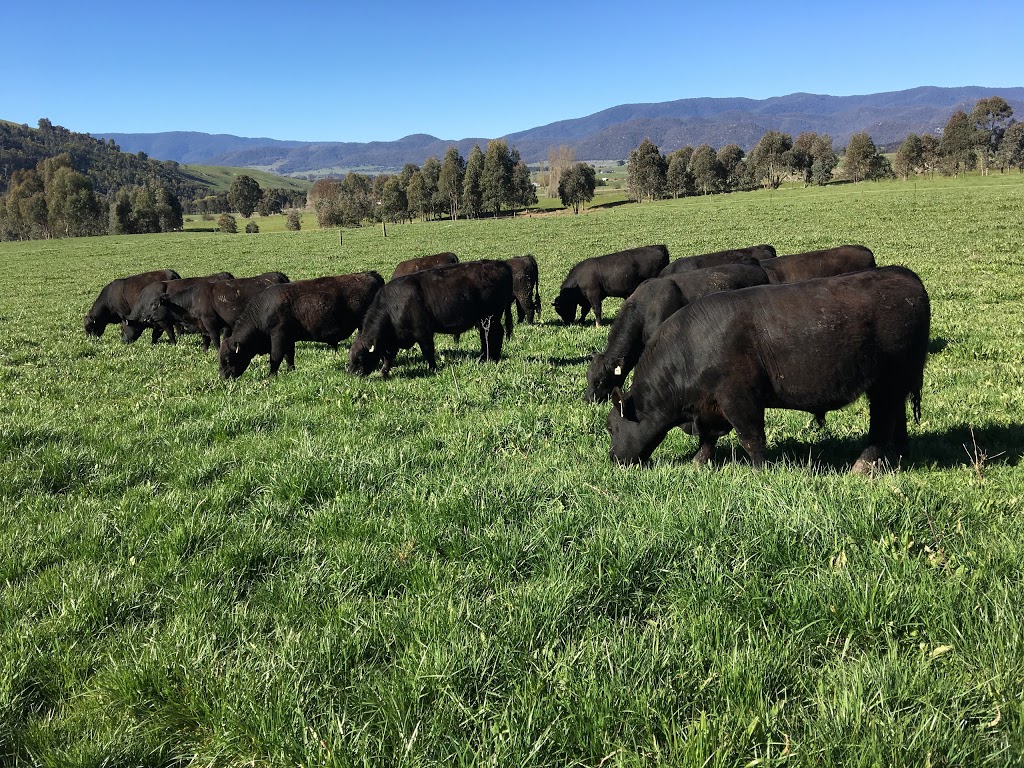 Black Star Angus | 75 Young Ln, Mudgegonga VIC 3737, Australia | Phone: 0418 331 311