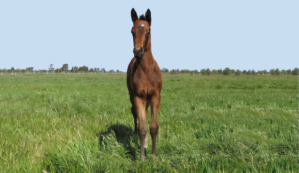 Mulholland and Burke - Thoroughbreds for Sale |  | 175 Graham Rd, Lancaster VIC 3620, Australia | 0457871632 OR +61 457 871 632