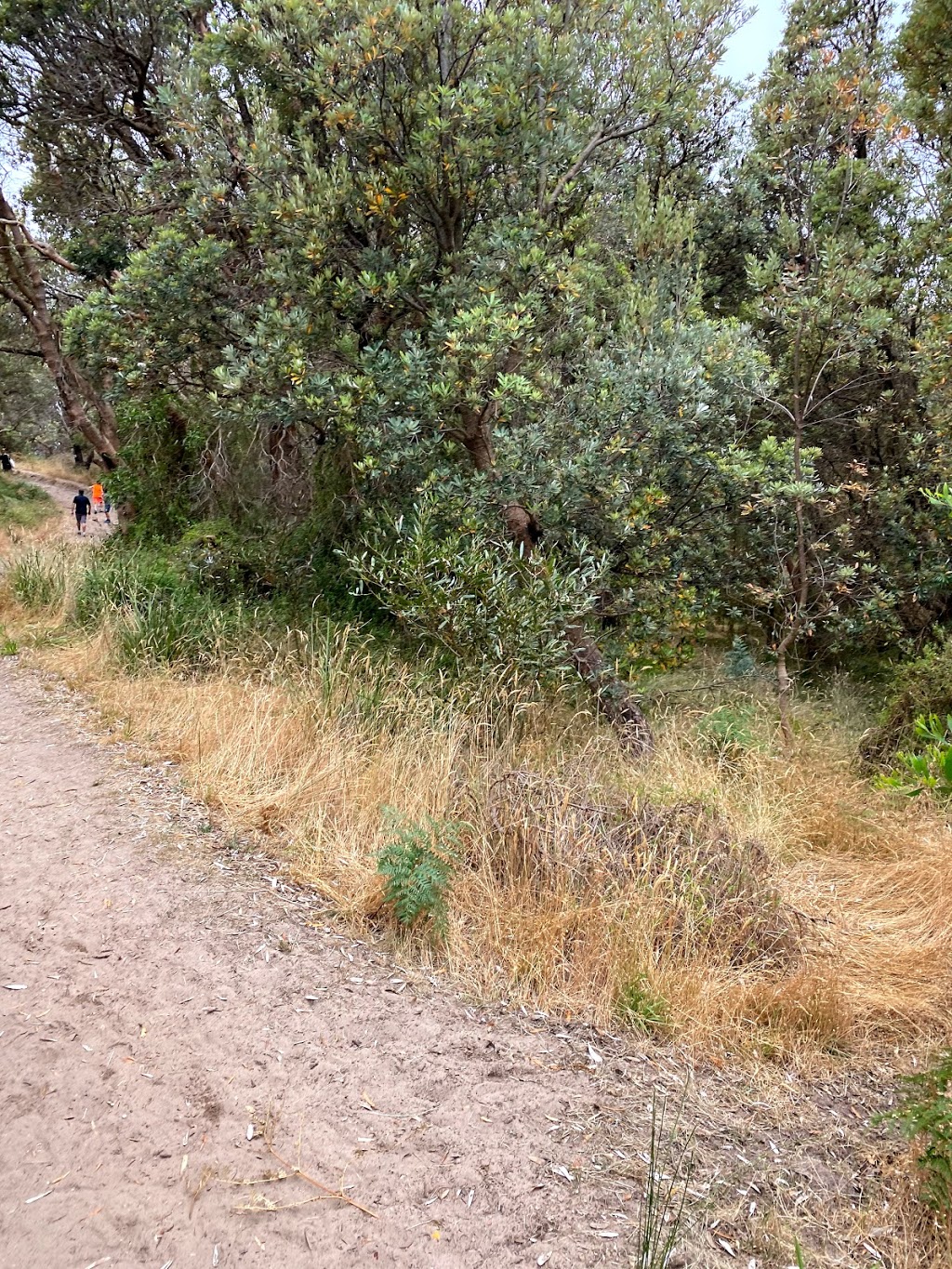 Bushrangers Bay Walking Track | Bushrangers Bay Walking Track, Cape Schanck VIC 3939, Australia