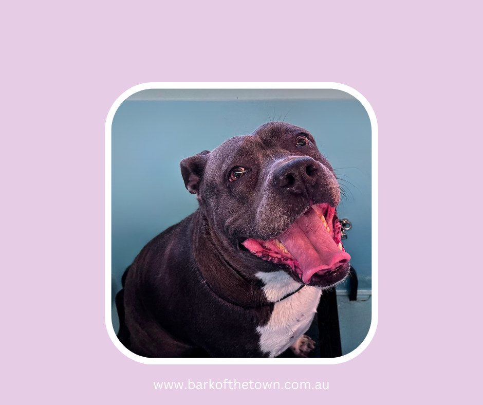 Bark of the Town | Northcote Ave, Paxton NSW 2325, Australia | Phone: 0482 569 711
