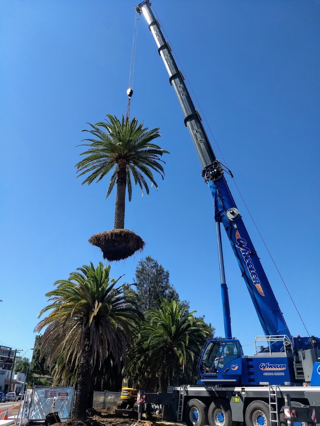 MS Consulting Arborist | Honeysuckle St, Umina Beach NSW 2257, Australia | Phone: 0403 391 147