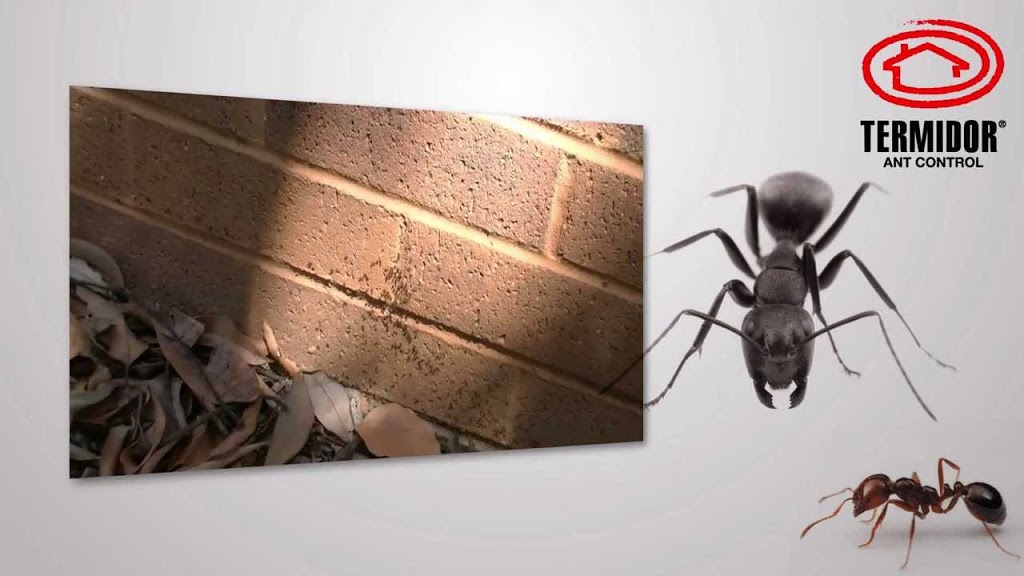 Frontline Pest Management | 9 Palmridge Ct, Deception Bay QLD 4508, Australia | Phone: 0428 887 354