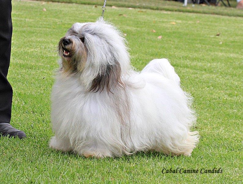 Hashki Havanese | Minerva Rd, Wedderburn NSW 2560, Australia | Phone: 0412 188 989