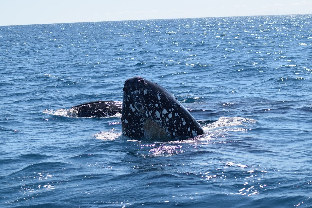 Whale Watching & Boat Tours Busselton All Sea Charters | travel agency | 21 Spinnaker Blvd, Geographe WA 6280, Australia | 0417794008 OR +61 417 794 008