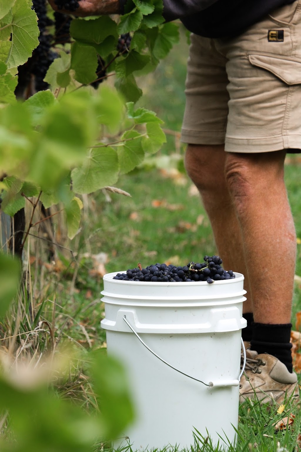 Cascades Bay Wines | 35 Shelly Beach Rd, Koonya TAS 7187, Australia | Phone: 0417 382 680