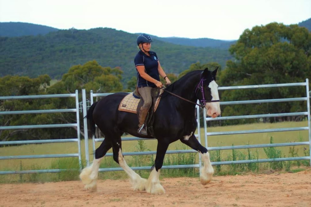 Ingleside Shire Horse Stud |  | 1037 Jerangle Rd, Bredbo NSW 2630, Australia | 0408669638 OR +61 408 669 638