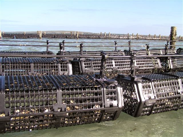 Hexcyl Systems Pty Ltd | Oyster Baskets | Shellfish Baskets | 37 Thiselton Way, Denial Bay SA 5690, Australia | Phone: (08) 8625 3927