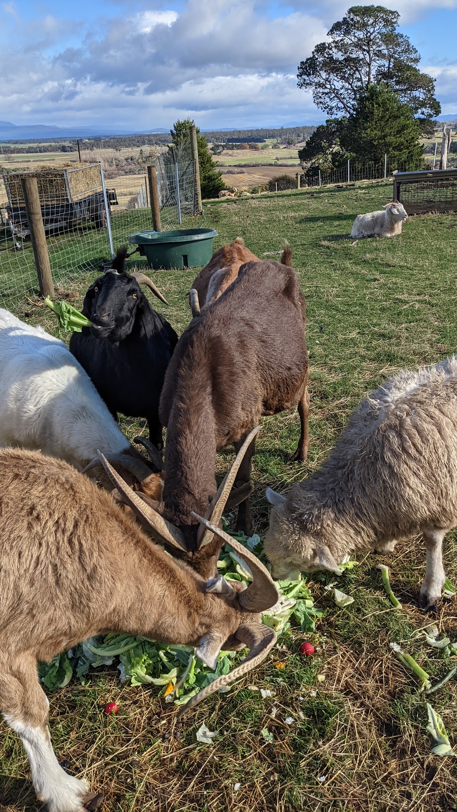 Big ears Animal Sanctuary | 31 Norwich Dr, Longford TAS 7301, Australia | Phone: 0488 094 210