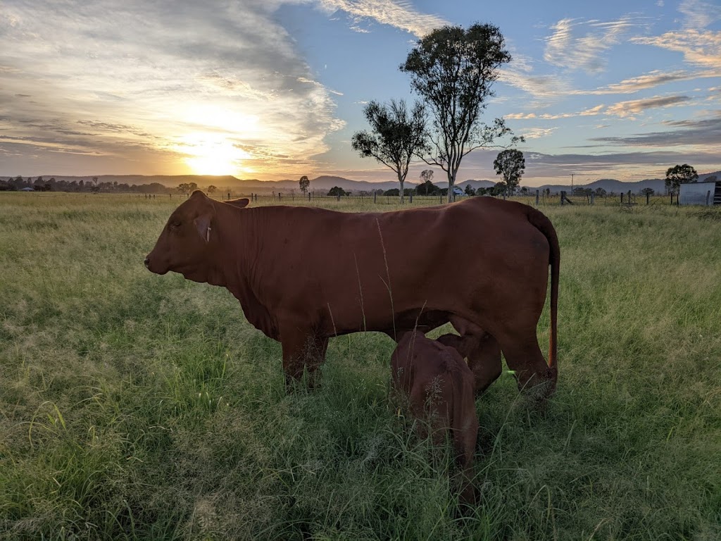 Canina Valley Droughtmasters | food | 5 Phillips Rd, Lower Wonga QLD 4570, Australia | 0403277555 OR +61 403 277 555