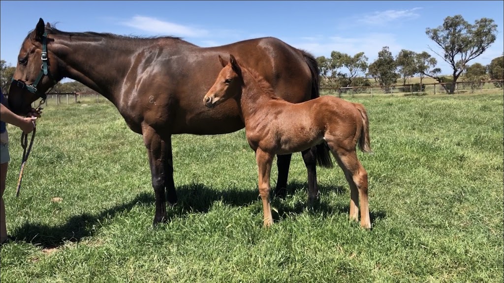 Rathmore Bloodstock & Lodge | 169 Bondleigh Rd, Rockleigh SA 5254, Australia | Phone: 0487 173 989
