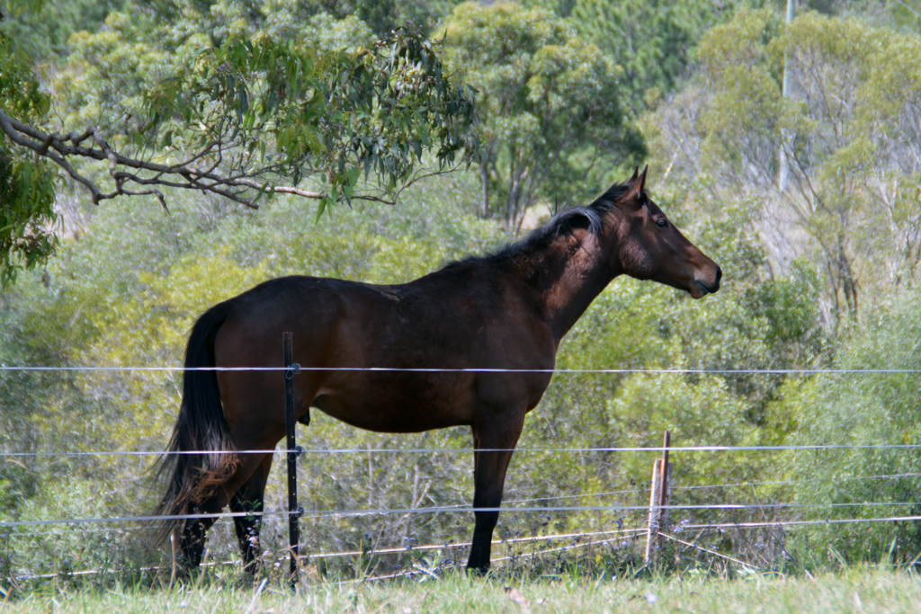 KD Performance Equines |  | 344 Coleyville Rd, Coleyville QLD 4307, Australia | 0405064944 OR +61 405 064 944