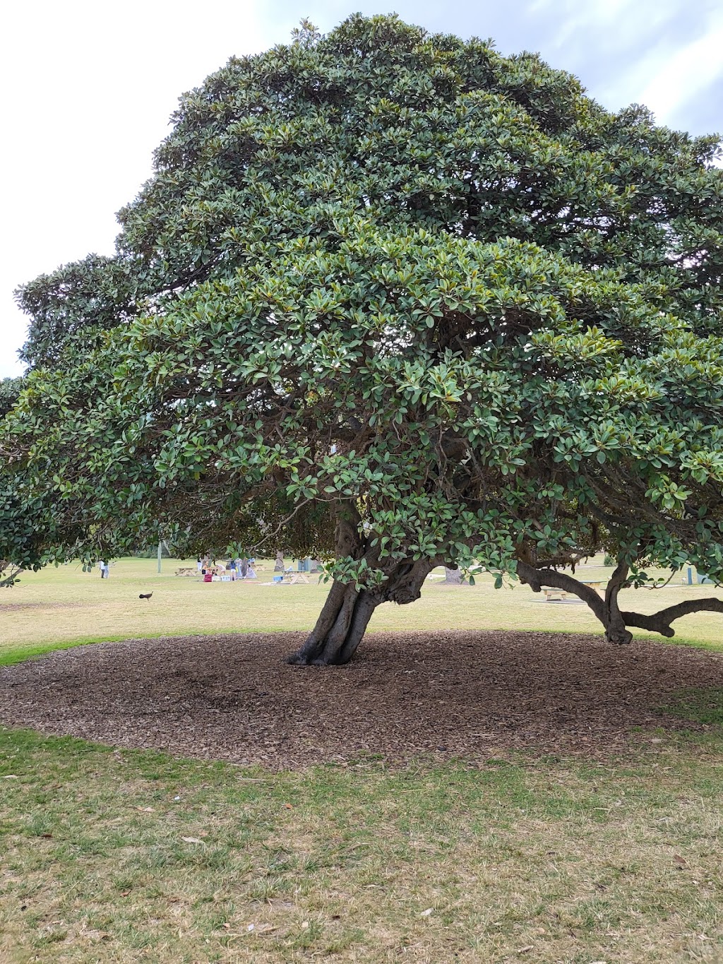 Clifton Gardens Playground | Morella Rd, Mosman NSW 2088, Australia | Phone: 0431 468 145