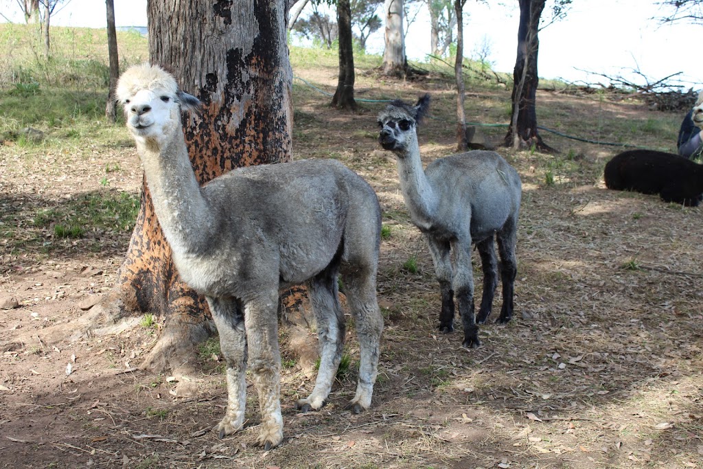 Wedgetail Rise Alpacas | 49 Quinlans Rd, Verona NSW 2550, Australia | Phone: 0439 930 501