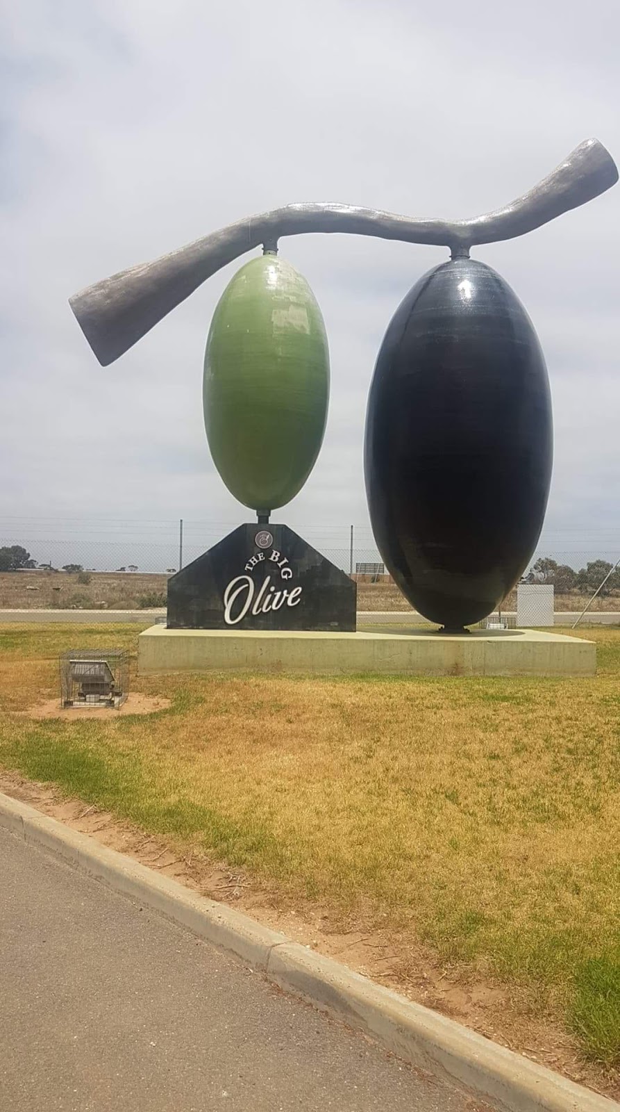 The Big Olive Company | LOT 58 Big Olive Grove, Tailem Bend SA 5260, Australia | Phone: (08) 8572 3000