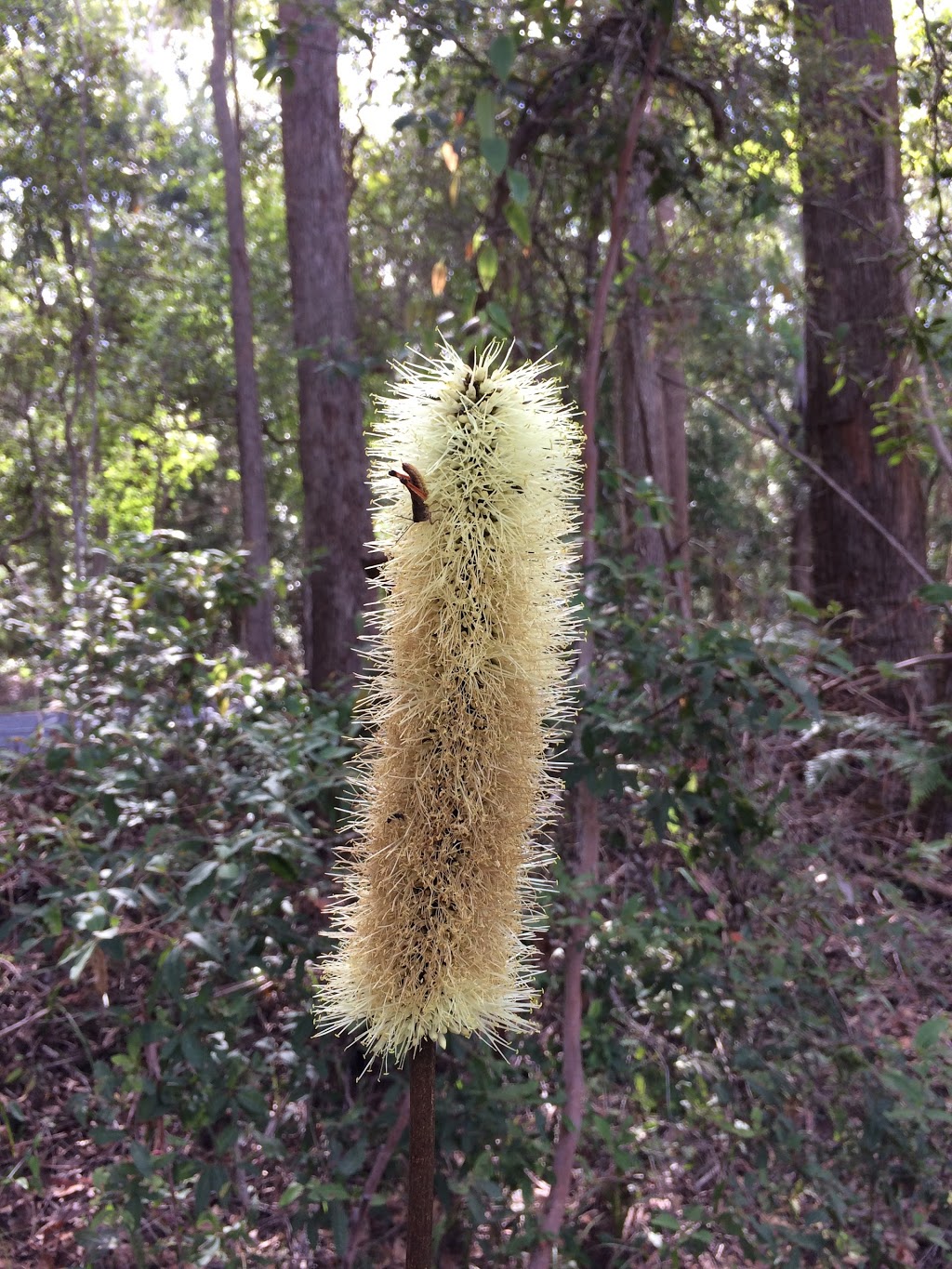 Harry Spring Conservation Park | park | Tewantin QLD 4565, Australia