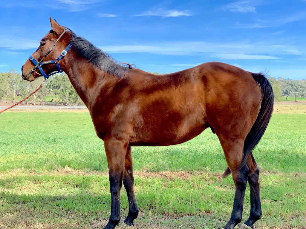 Christmas Creek Thoroughbreds | 847 Christmas Creek Rd, Christmas Creek QLD 4285, Australia | Phone: 0448 206 448