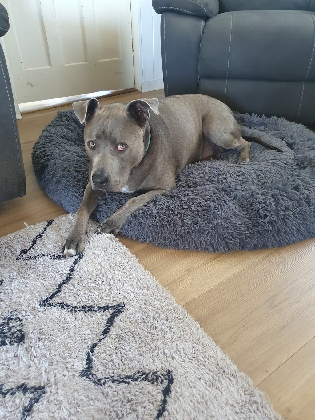 K9 Empire Lodge | 1305 Castlereagh Hwy, Lidsdale NSW 2790, Australia | Phone: 0450 248 402