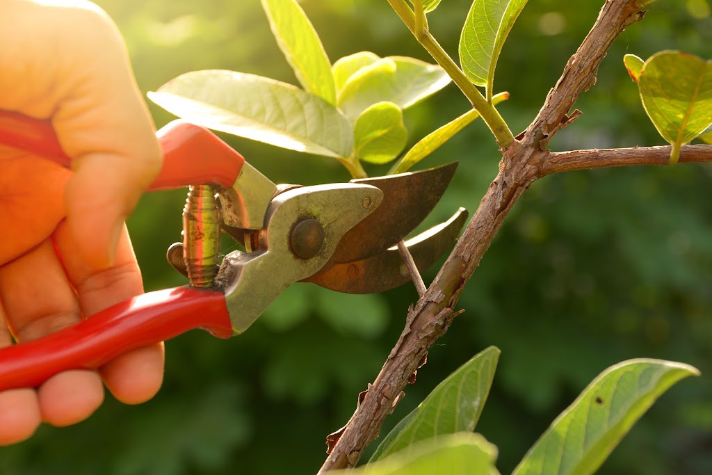 Cut Price Tree Service | Servicing Bankstown, Canterbury, Fairfield, Liverpool, Parramatta, Homebush Villawood, Guildford, Granville, Lidcombe, Merrylands, Auburn, Greystanes Cabramatta, Yagoona, Greenacre, Revesby, Strathfield, Milperra, 12 Badger Ave, Sefton NSW 2162, Australia | Phone: 0405 647 163