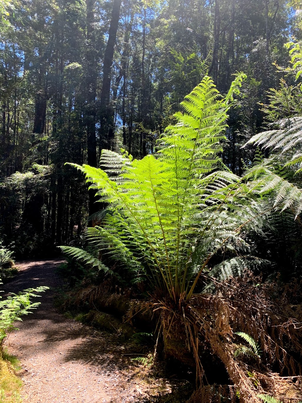 Franklin River Nature Trail Picnic Area | Franklin River Nature Trail, Southwest TAS 7139, Australia