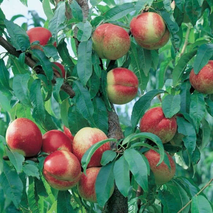 Khangura Produce Pty Ltd | 206 Ridge Rd, Tresco VIC 3583, Australia | Phone: 0423 592 169