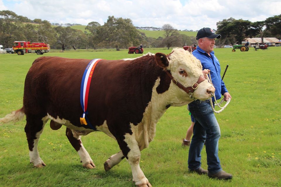 Taronga Poll Herefords |  | 272 Paschendale-Tahara Rd, Paschendale VIC 3315, Australia | 0466015178 OR +61 466 015 178