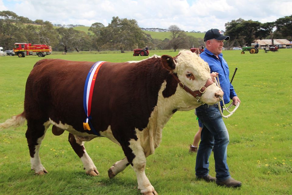 Taronga Poll Herefords | 272 Paschendale-Tahara Rd, Paschendale VIC 3315, Australia | Phone: 0466 015 178