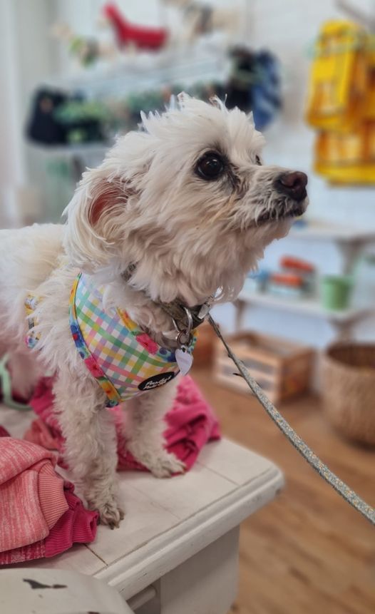 Fur Babies Forster Tuncurry | Unit 3/16 Douglas Ave, Tuncurry NSW 2428, Australia | Phone: 0415 824 574