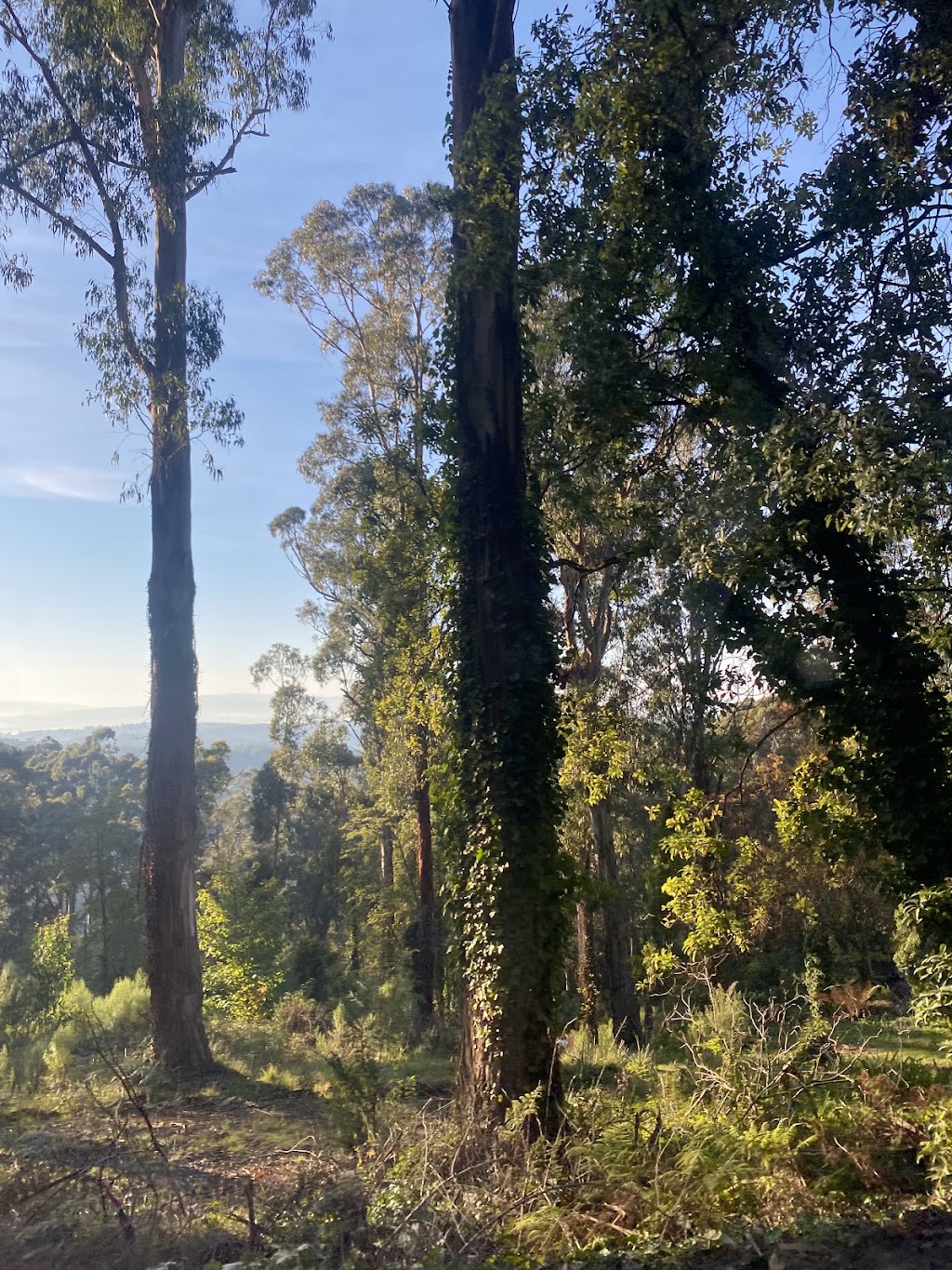Channel 10 Downhill Mountain Bike Track | Burkes Lookout Reserve, 9 Eyre Rd, Mount Dandenong VIC 3767, Australia | Phone: 0490 893 000