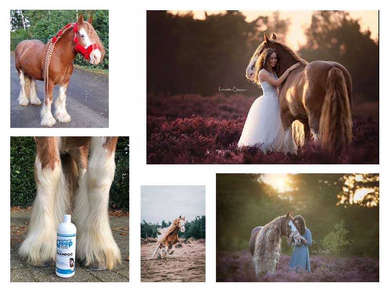 Galloping Goop Equine Products | 14 Jessica Way, Truganina VIC 3029, Australia | Phone: 0416 251 210