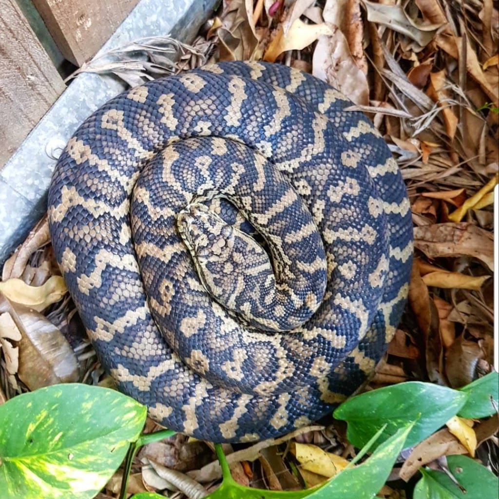 The Noosa Snake Catcher 24/7 | 26 Leslie Dr, Noosa Heads QLD 4567, Australia | Phone: 0408 545 440