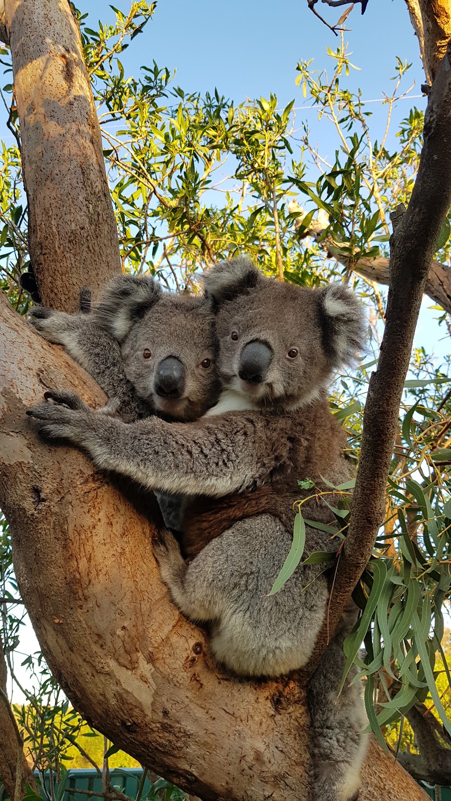 Koala Shelter | 540 Archies Track, Waterholes VIC 3875, Australia | Phone: 0447 470 905