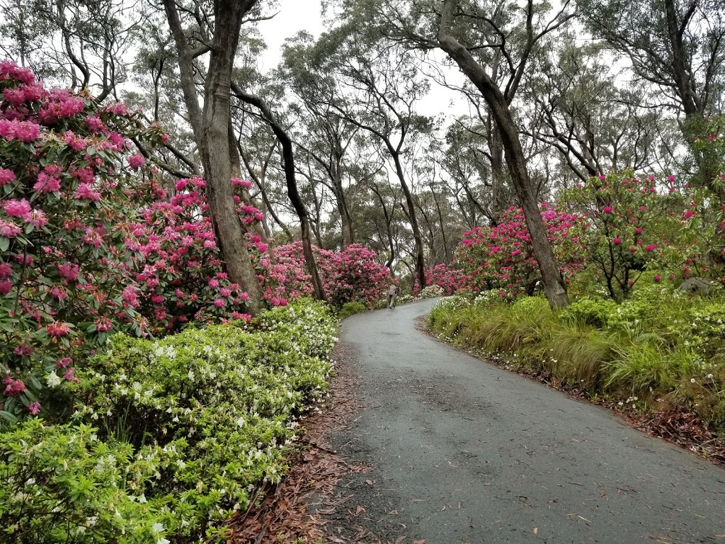 The Campbell Rhododendron Garden | park | Bacchante St, Blackheath NSW 2785, Australia
