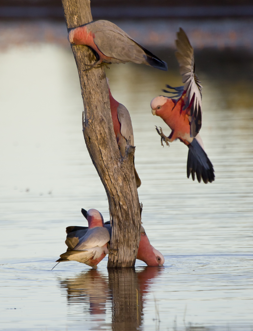 Bowra Sanctuary | Bowra Wildlife Sanctuary, 887 Humeburn Road, Cunnamulla QLD 4490, Australia | Phone: 0455 527 698