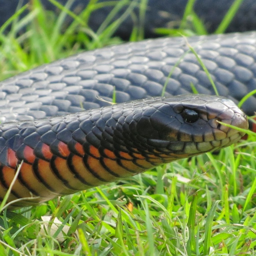 Snake Catchers Brisbane | 73 Dove Tree Cres, Sinnamon Park QLD 4073, Australia | Phone: 0413 028 081