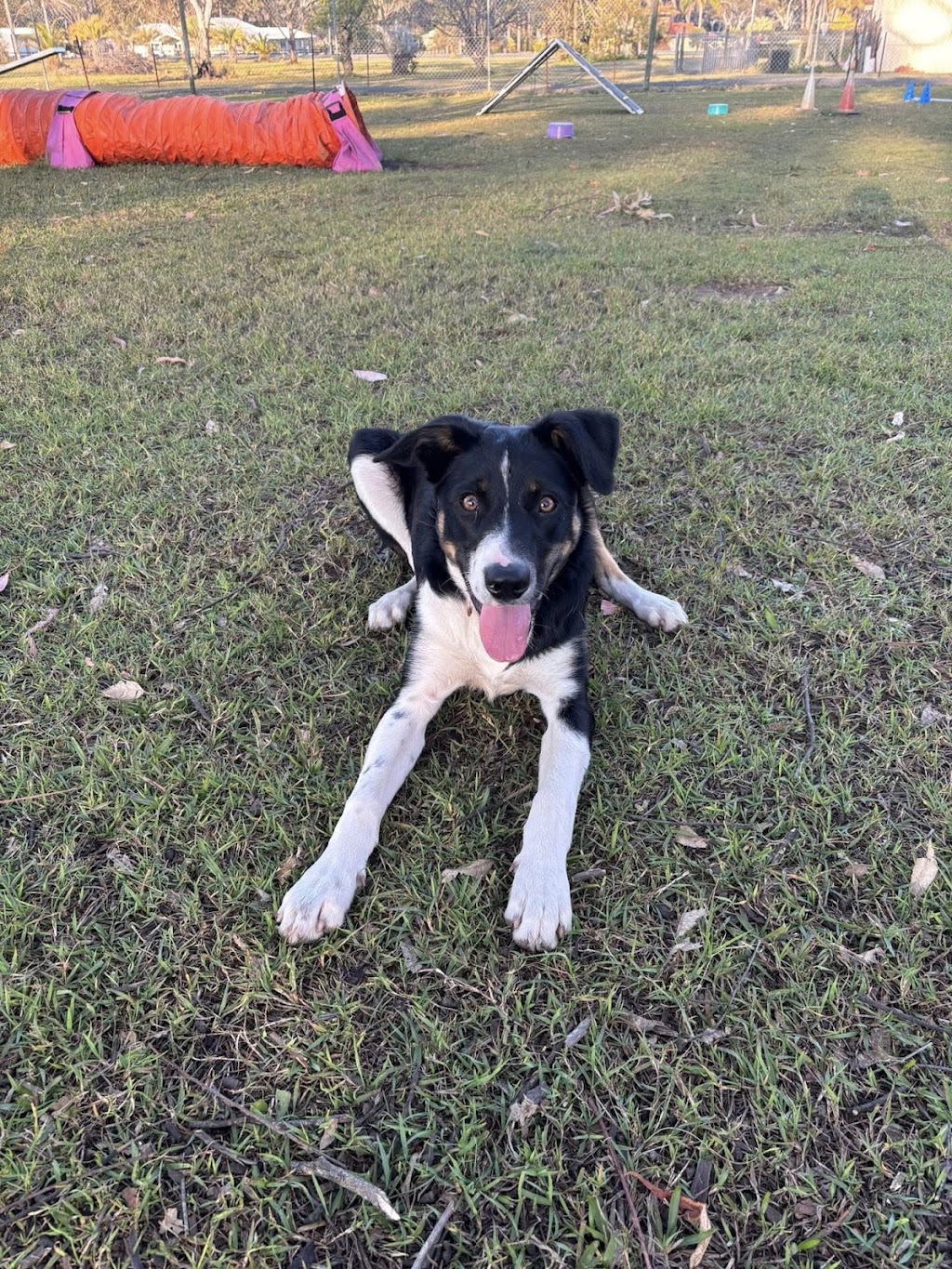 Debs Dog Training | Failford NSW 2430, Australia | Phone: 0494 551 882