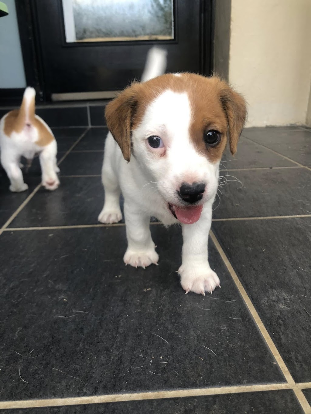 Trained Jack Rusell Terrier Pups | Kodi Cl, Old Bar NSW 2430, Australia | Phone: 0489 995 807