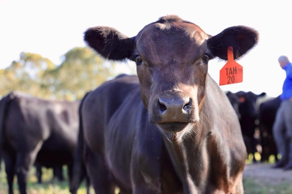 Tallawalla | 172 Hanleys Creek Rd, Tabbil Creek NSW 2420, Australia | Phone: 0419 545 670
