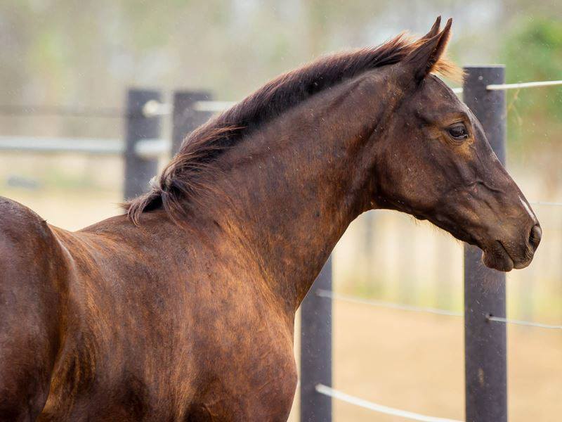 Harris Park Warmbloods |  | 43-65 Charles Chauvel Dr, Harrisville QLD 4307, Australia | 0410465422 OR +61 410 465 422