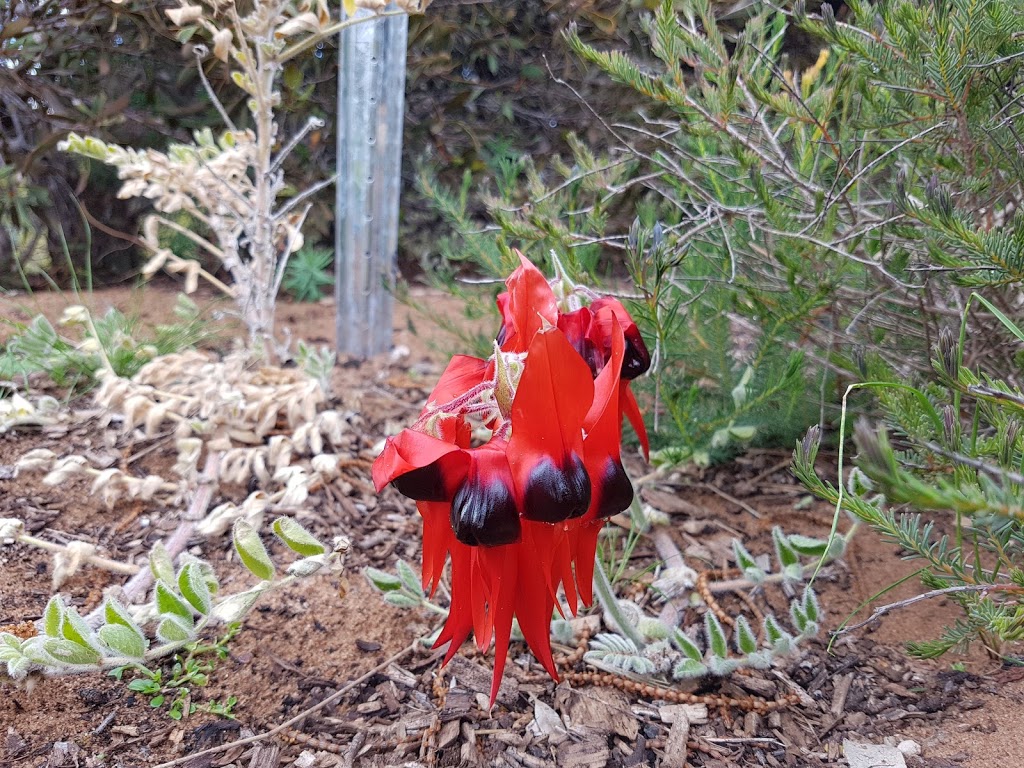 Pangarinda Botanic Garden | Wellington East SA 5259, Australia