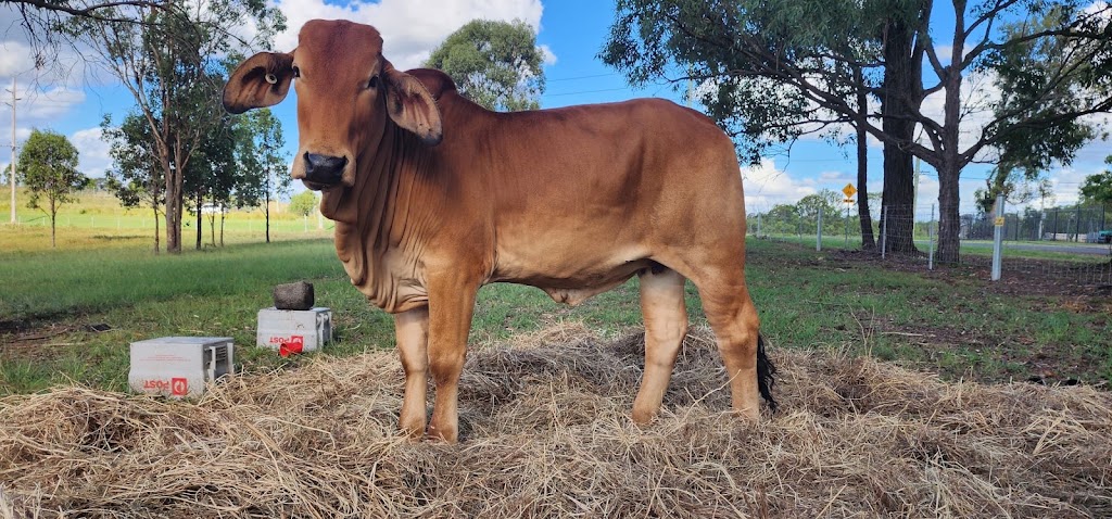 Nandini Gau Shala | Mulgoa Rd, Mulgoa NSW 2745, Australia | Phone: 0430 151 455