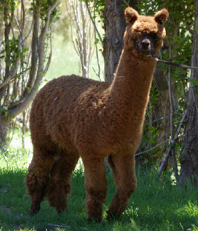 Stansbury Alpacas | 1927D North East Road, Inglewood SA 5133, Australia | Phone: 0408 085 916