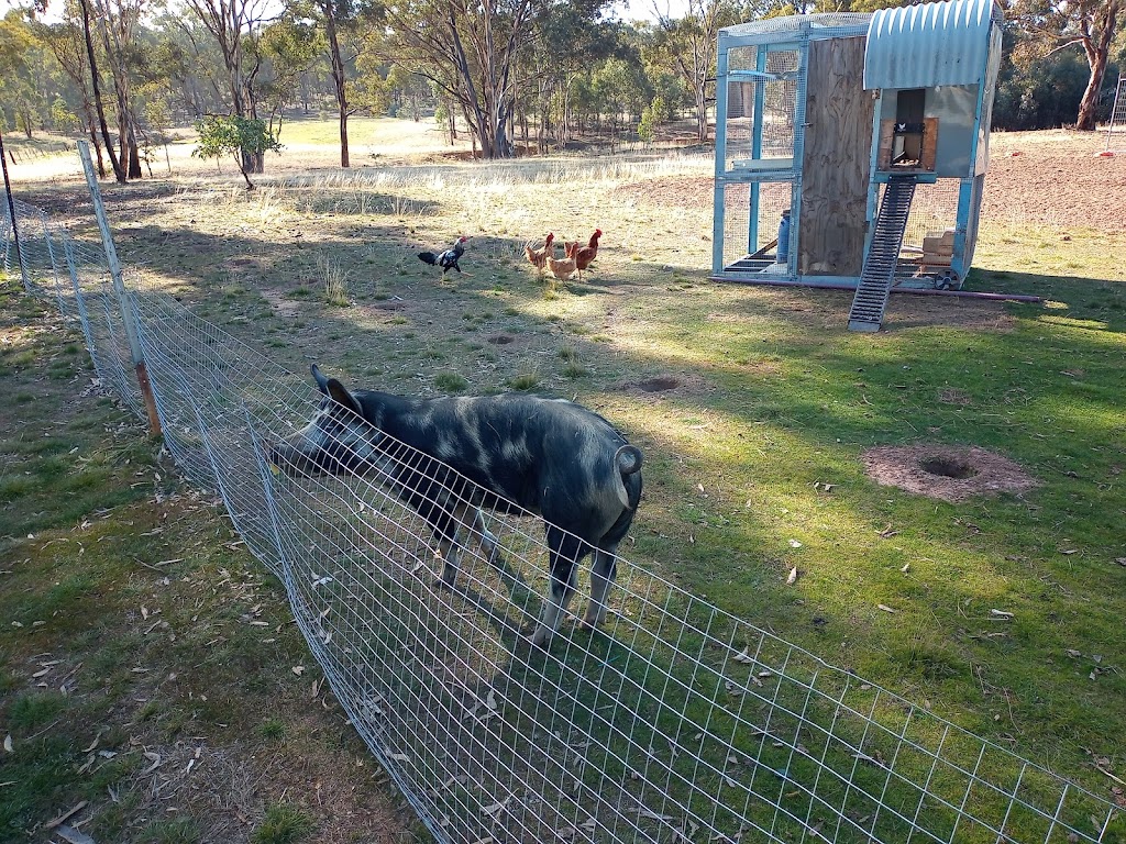 Trevs Farm | 205 Mount View Rd, Goldsborough VIC 3472, Australia | Phone: 0418 566 295