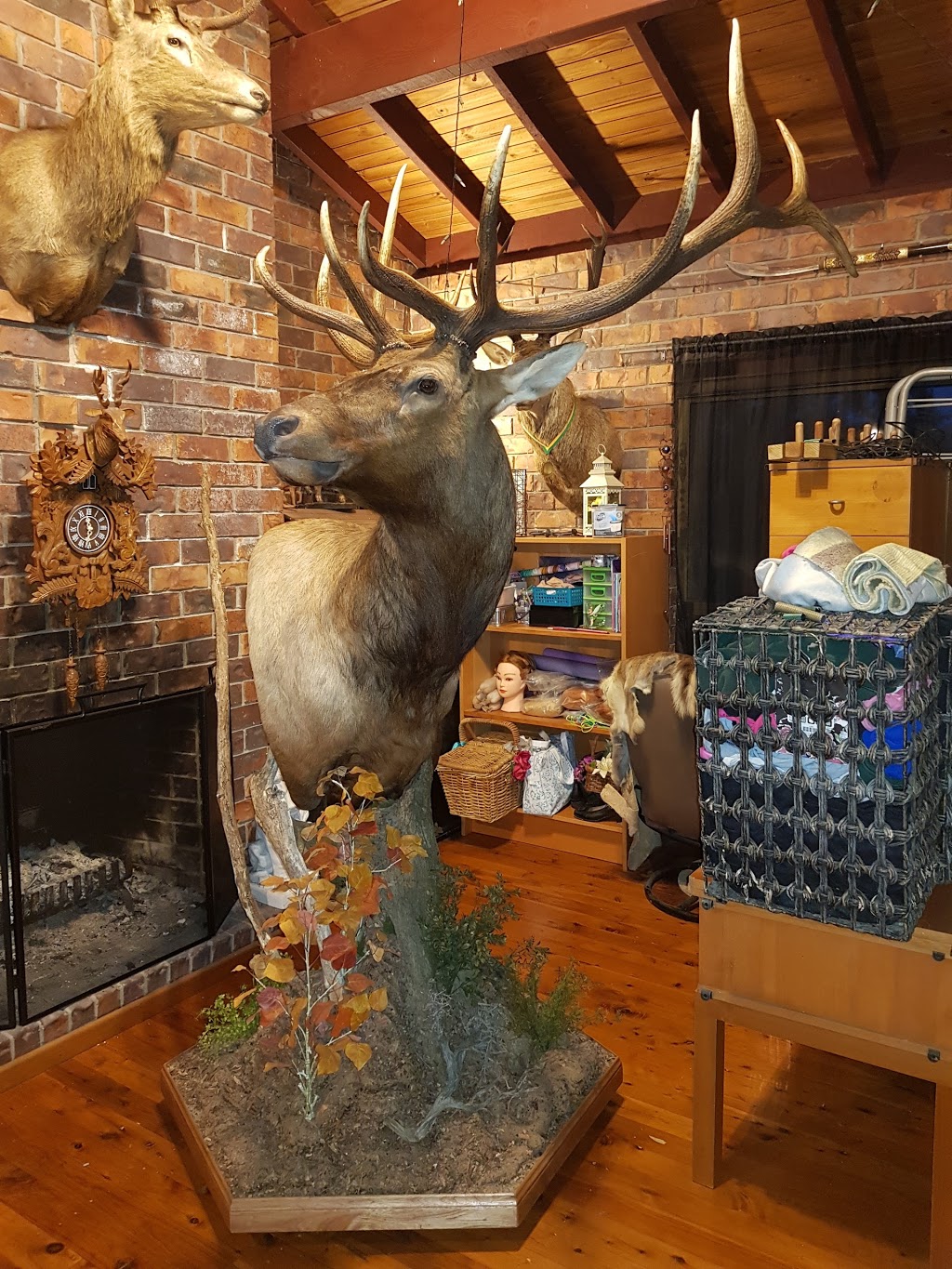 Tony Bianco Taxidermy Australia | 13 Thorne Rd, Curramore QLD 4552, Australia | Phone: (07) 5494 4909