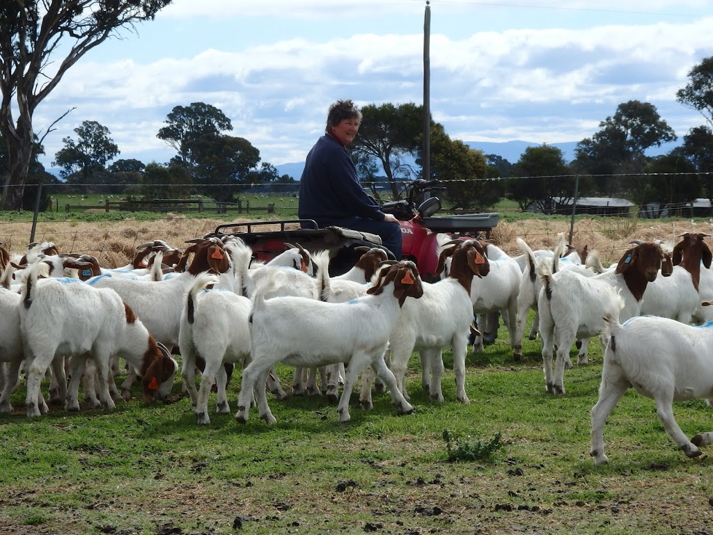 Cadenza Boer Goat Stud | 26 Sibbald Ln, Stratford VIC 3862, Australia | Phone: 0429 661 369